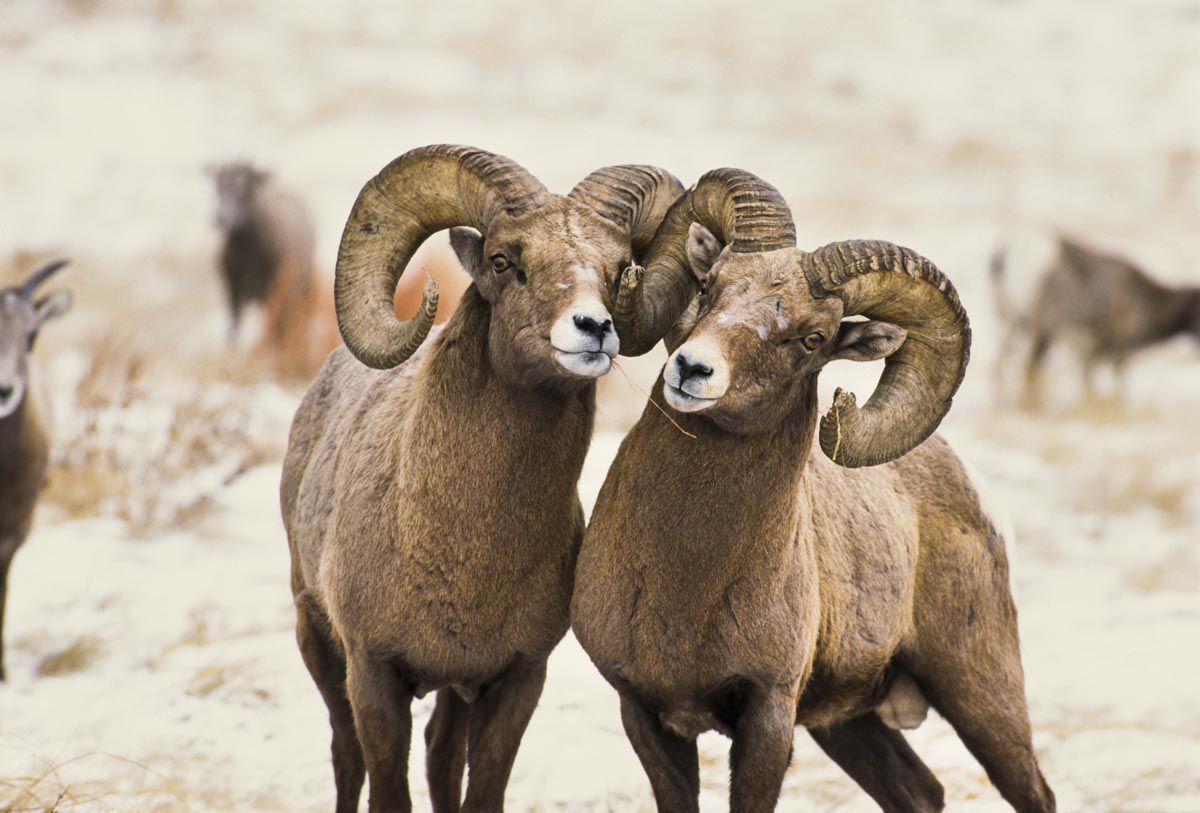 Bighorn sheep